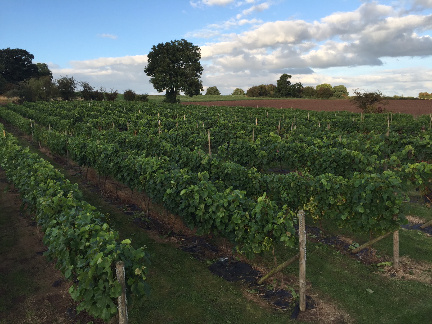 A year at Grove Estate