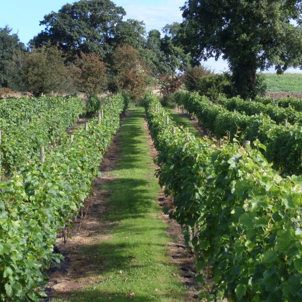 Grove Estate Vines